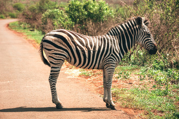 Fototapeta na wymiar A zebra in the Hluhluwe - imfolozi National Park in South Africa