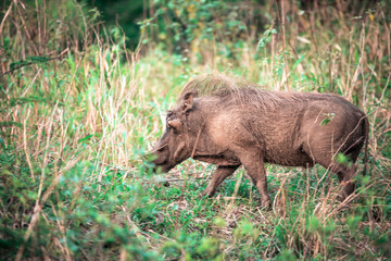 A warthog in the grass during a safari in the Hluhluwe - imfolozi National Park in South Africa