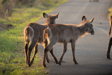 Waterbucks crossing a road during a safari in the Hluhluwe - imfolozi National Park in South Africa