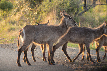 Naklejka na ściany i meble Waterbucks crossing a road during a safari in the Hluhluwe - imfolozi National Park in South Africa