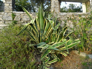 Agave