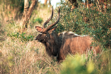 A male Kyala seen during a safari in the Hluhluwe - imfolozi National Park in South Africa