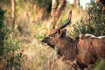 A male Kyala seen during a safari in the Hluhluwe - imfolozi National Park in South Africa