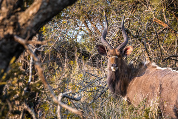 A male Kyala seen during a safari in the Hluhluwe - imfolozi National Park in South Africa