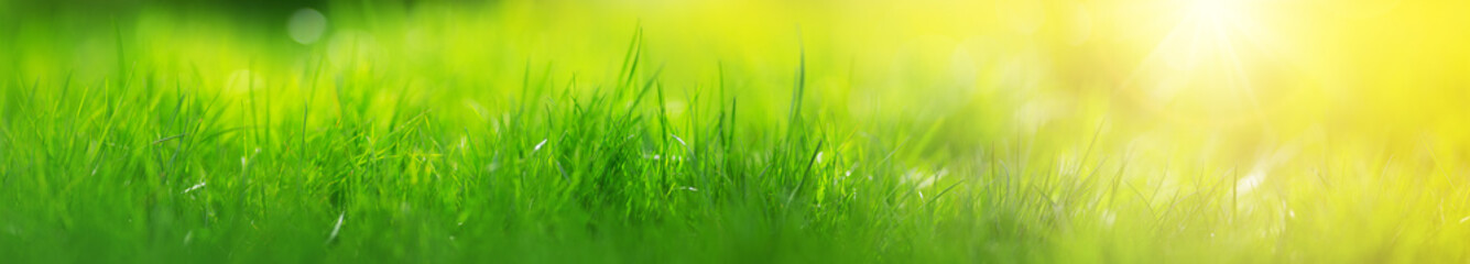 Fresh green grass background with sunlight in summer