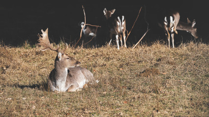 Damwild auf der winterlichen Wiese