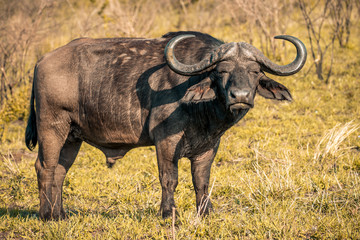 Obraz premium A buffalo at sunrise during a safari in the Hluhluwe - imfolozi National Park in South Africa