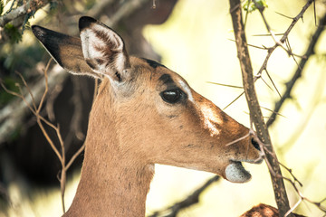 An impala during a safari in the Hluhluwe - imfolozi National Park in South Africa
