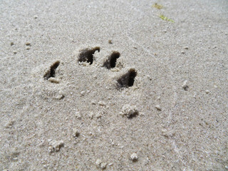 footprints of a dog in the sand