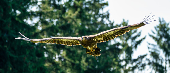 Harris's hawk, Parabuteo unicinctus, bay-winged hawk or dusky hawk