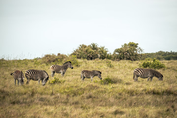 Obraz premium A group of zerbras eating grass in the Isimangaliso National Park in Southafrica