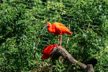 Scarlet ibis, Eudocimus ruber. Wildlife animal in the zoo