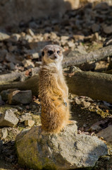 Meerkat (Suricata suricatta) resting in the sun