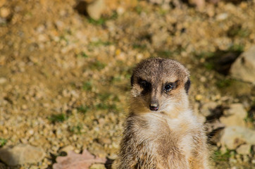 Fototapeta premium Meerkat (Suricata suricatta) resting in the sun