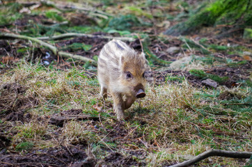 wild boar