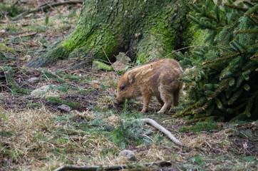 wild boar