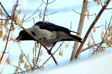 stork in nest