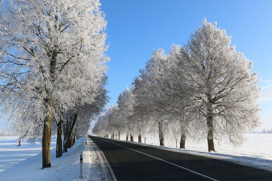winter road with frosty tree alley