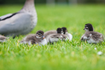 Baby Ducklings and Mother