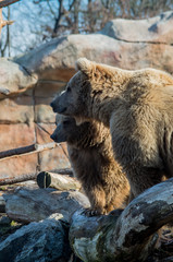 Himalayan brown bear