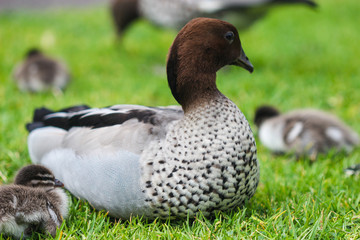 Mother Duck with her ducklings