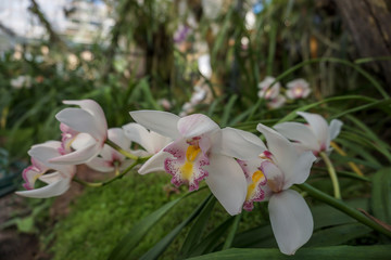 White cymbidium orchid in the garden