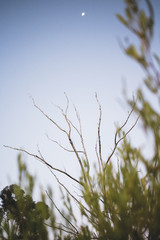 Fototapeta premium Leafless tree and sky