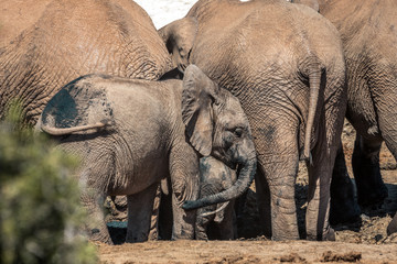 African elephants in the Addo Elephant National Park, near Port Elizabeth, South Africa