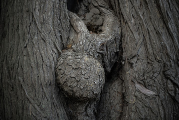 Wooden Infant On Tree Trunk