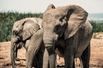 Elephants in the Addo Elephant National Park, near Port Elizabeth, South Africa