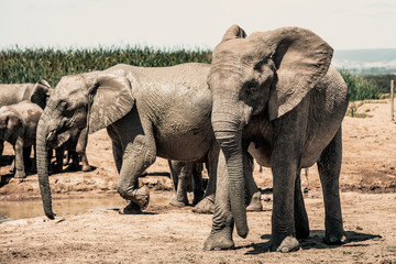 Fototapeta na wymiar Elephants in the Addo Elephant National Park, near Port Elizabeth, South Africa