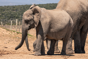 Naklejka na ściany i meble Elephants in the Addo Elephant National Park, near Port Elizabeth, South Africa