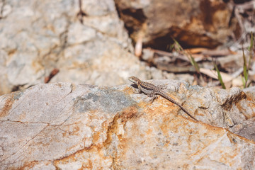 Lizard