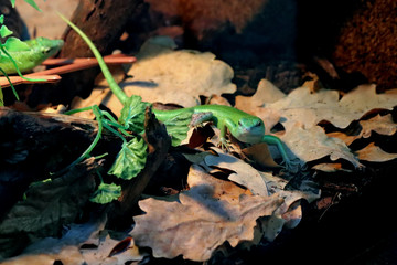 Naklejka premium autumn leaves in water