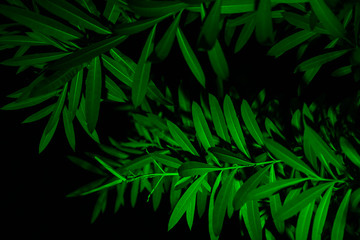 Plant branches with green leaves close up view. Natural environment, ecology, lush forest trees foliage. Beautiful botanical background with dense vegetation. Illuminated greenery at nighttime