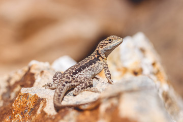 Lizard