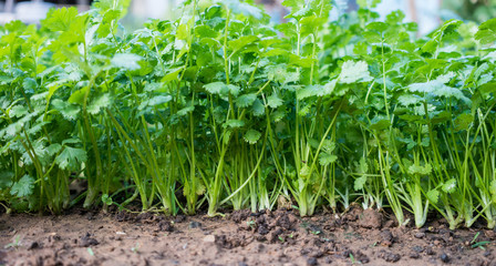 Green coriander
