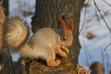 A cute red squirrel sits on a stump and eats seeds on a Sunny winter day.
