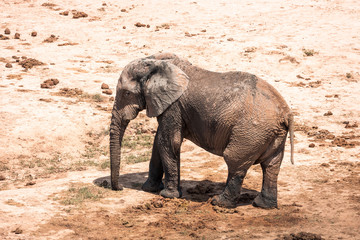 Fototapeta premium Elephant in the Addo Elephant National Park, near Port Elizabeth, South Africa