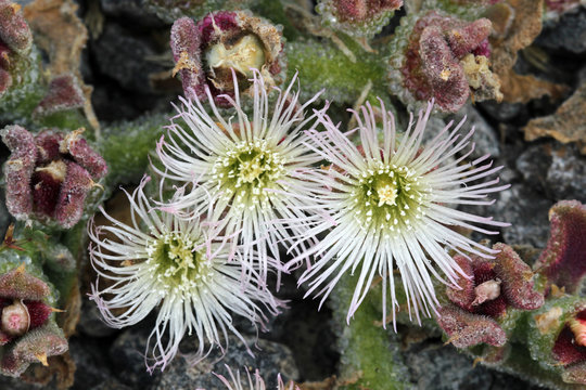 KRISTALLMITTAGSBLUME