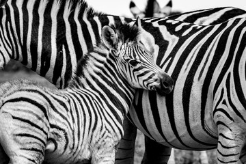 Obraz na płótnie Canvas Two zebras in the Addo Elephant National Park, near Port Elizabeth, South Africa
