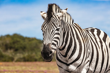 Fototapeta na wymiar Two zebras in the Addo Elephant National Park, near Port Elizabeth, South Africa