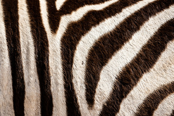 Fototapeta na wymiar Detail of a zebra's hair in the Addo Elephant National Park, near Port Elizabeth, South Africa