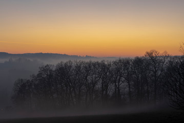 oak trees in the fog at a cold morning sunset