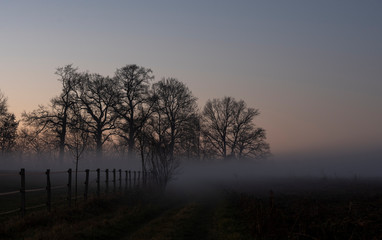 Fototapeta na wymiar oak trees in the fog at a cold morning sunset