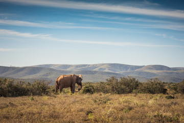 Fototapeta na wymiar Elephant in the Addo Elephant National Park, near Port Elizabeth, South Africa