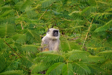 black face monkey on the tree