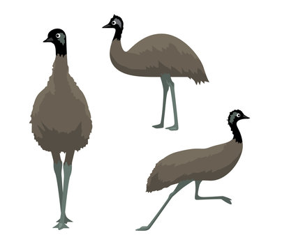 Australian Bird Animal Emu Cartoon Vector Illustration