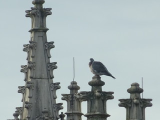 Liebfrauenkathedrale, Antwerpen, by night and near