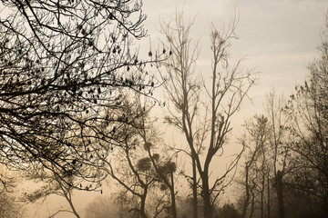 Winter sunrise on trees silhouette in the mist